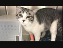手術に連れていくカメラマン　＃159