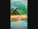 ウーパールーパーを育てよう612日目