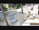 Cat&Cherry Blossoms 桃あり桜あり