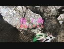 【ひとなつ。】桜ノ雨【演奏してみた】