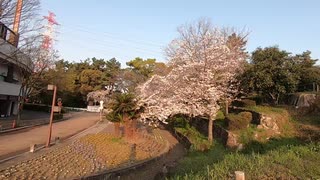 クラさんのS6車載日記＃9 こんな世の中だが桜は咲く。