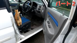 雨の中、濡れた野良猫の子猫を抱擁（車中保護 乗車前）パート２