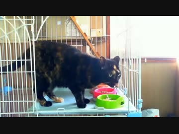 カツオ節が食べたくて話してしまった猫