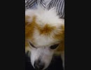 頭をなでなでされるワンコ（パピヨン）