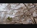 桜並木の散歩20200401-2