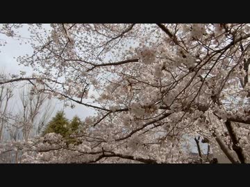 桜並木の散歩20200401-2