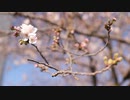 春の幻【初音ミク】