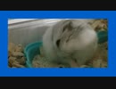 トイレでくつろぐハムスター Hamster relaxing in the toilet. #33【ハムスター物語】