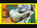 最近ウチのハムスターに異変が起きました An incident happened to my hamster. #34【ハムスター物語】