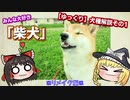 【ゆっくり犬種解説】「柴犬」リメイク版