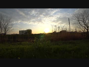 ソメイヨシノ×桜ノ雨×初音ミク