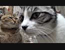 退院したアルフィノ　＃160