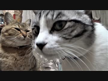 退院したアルフィノ　＃160