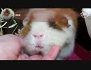 【モルモット動画】うちのテディモルモットをムニムニする動画