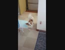 伸びをするワンコ（パピヨン）