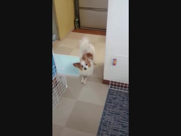 伸びをするワンコ（パピヨン）