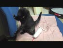 やんちゃな子猫あずき