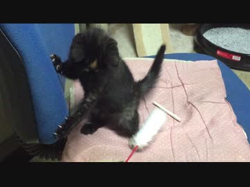 やんちゃな子猫あずき