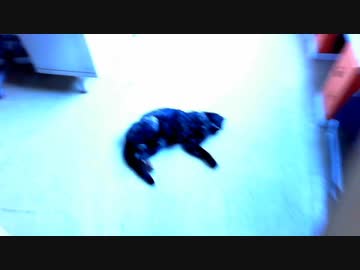 今日のごろ～ん 2020-04-06