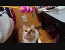 ちょびくん、7歳男の子