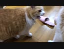 高音猫