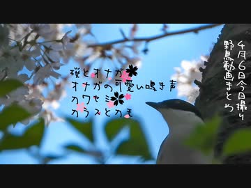 4月6日今日撮り野鳥動画まとめ　オナガと桜✨