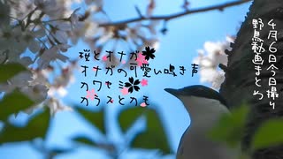 4月6日今日撮り野鳥動画まとめ　オナガと桜✨