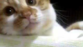 こちょこちょちょび