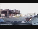 【ドラレコ】『車のボンネットの上を「猫」が通行www』　-20200329-