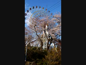 妙高サンシャインランド□の桜□と観覧車□を中心に撮影してみました‼m(._.)m☺　2020  4  6
