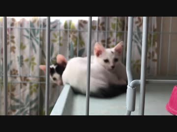 牛柄コネコチャンズ、家猫修行で個性を発揮する