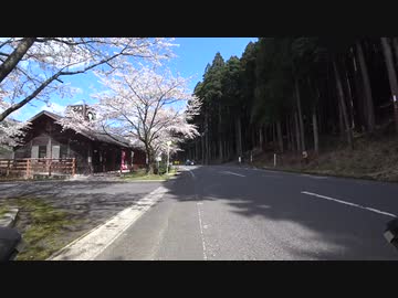滋賀県　青土ダム お花見ライド