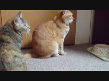 拾いねこ＠生後2832/2799日目　緊急事態宣言かぁ。