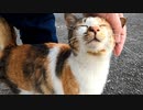 三毛猫の成猫、ホームズもかわいい『突然触らせてくれた野良猫』