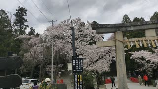 仙台東照宮の桜等の風景1　20200405