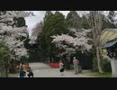 仙台東照宮の桜等の風景2　20200405