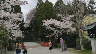 仙台東照宮の桜等の風景2　20200405