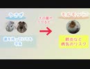 【うさモル動画】共同飼育のリスクについて【解説動画】