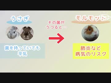【うさモル動画】共同飼育のリスクについて【解説動画】