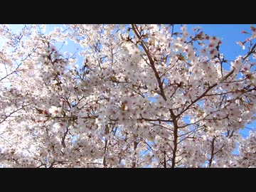 満開の桜20200405-2