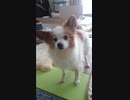 鼻をズルズルさせるワンコ（パピヨン）2