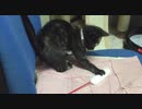 ねこじゃらしに夢中になり過ぎて、驚きの結末