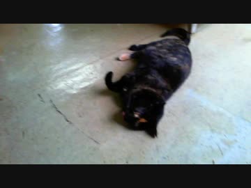 今日のごろ～ん　2020-04-07