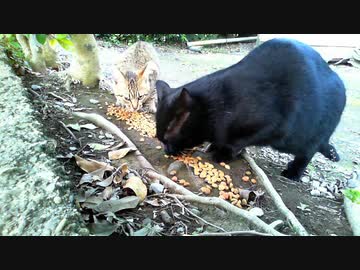 食堂の野良猫　2020-04-07　　