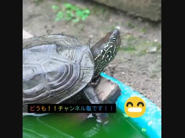 クサガメの水換えをしてみた。