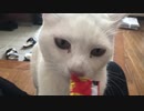 待ちかねたおやつの時間