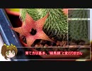 【ゆるふわ植物日記#4】魅惑の多肉植物　フェルニア【植物解説】