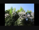 ２０２０年４月６日　ho散歩　桜