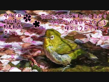 4月7日今日撮り野鳥動画まとめ　花筏水浴びヒヨドリメジロ、カワセミ巣にイン