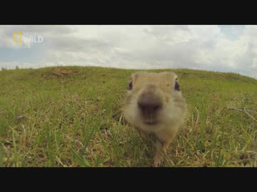 トルコのフレンズ